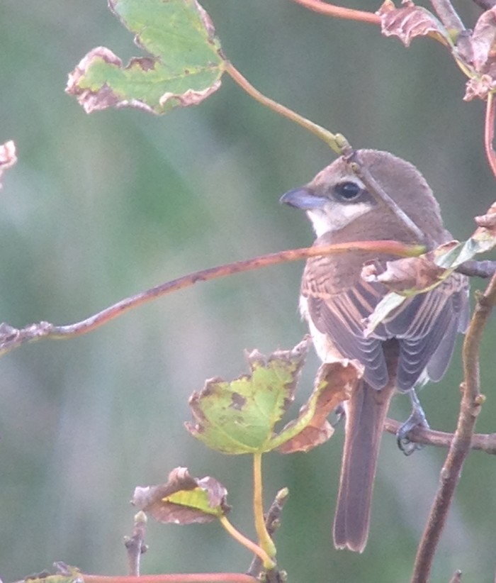 Brown Shrike