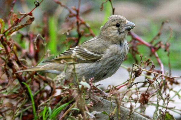 Common Rosefinch