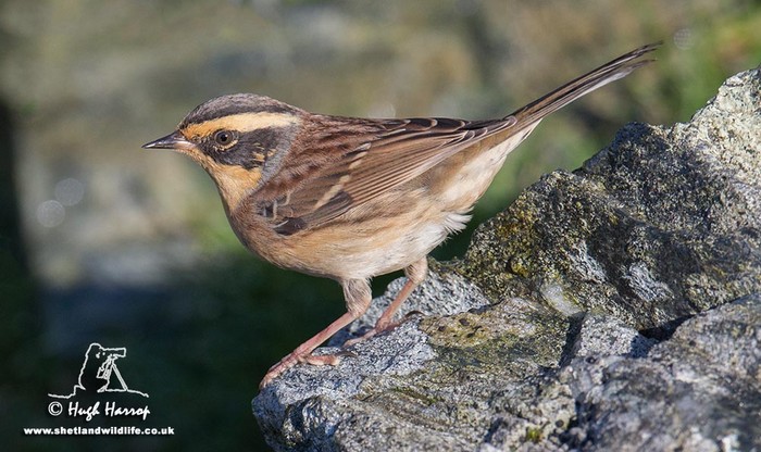 Siberian Accentor