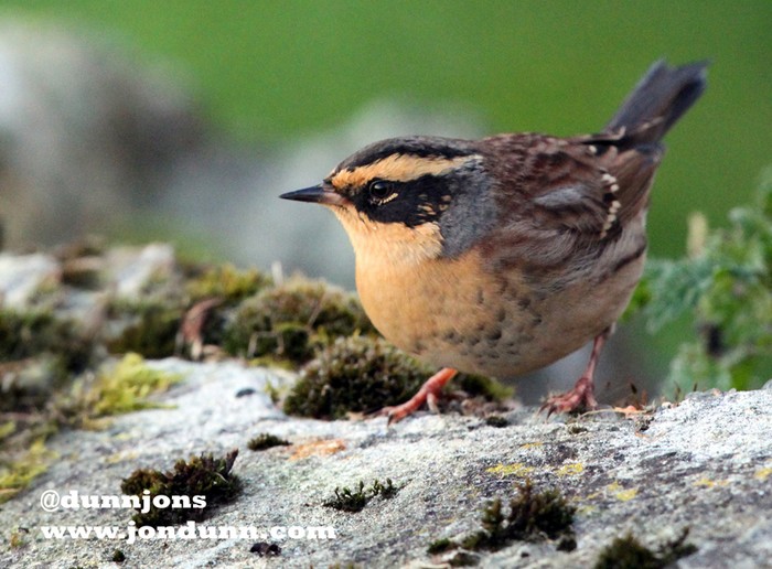 Siberian Accentor