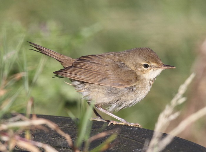 Blyth's Reed Warbler