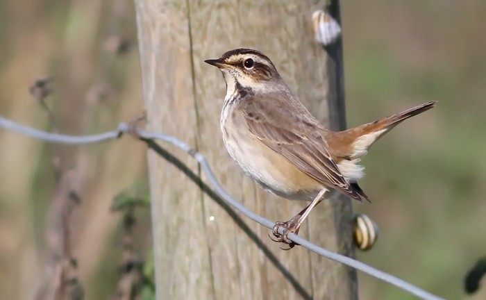 Red-spotted Bluethroat