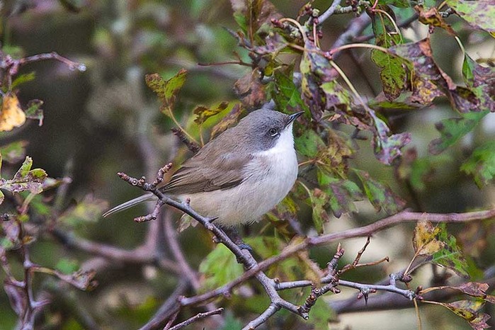 Lesser Whitethroat