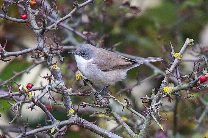Lesser Whitethroat