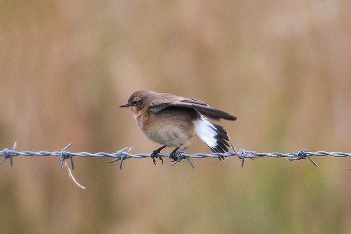 Wheatear