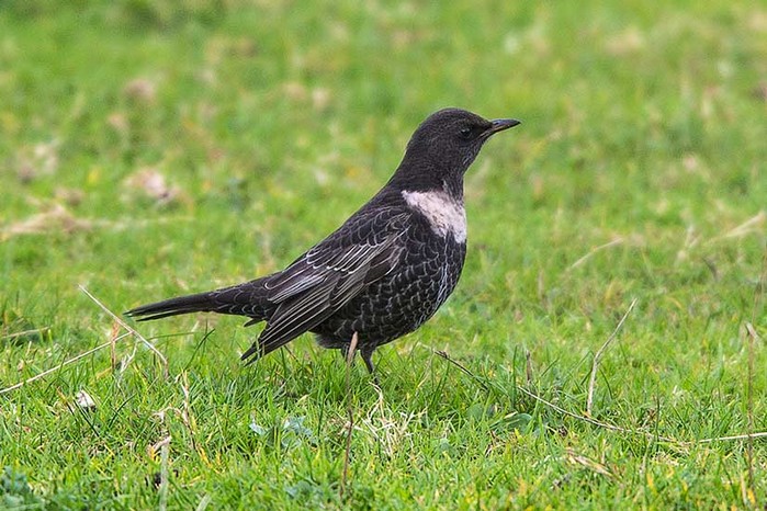 Ring Ouzel