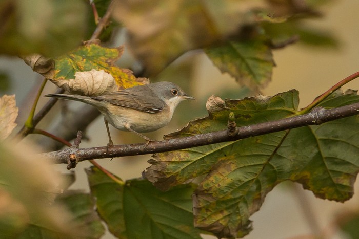 Subalpine Warbler