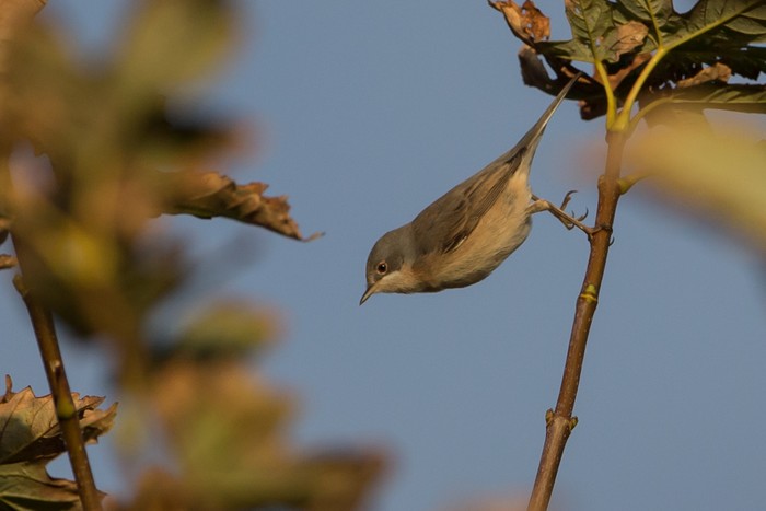 Subalpine Warbler