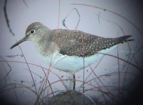 Solitary Sandpiper