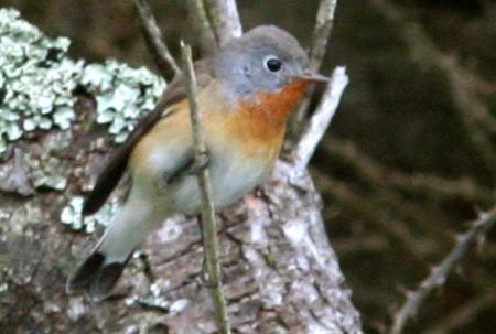 Red-breasted Flycatcher