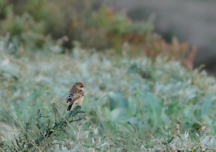Siberian Stonechat