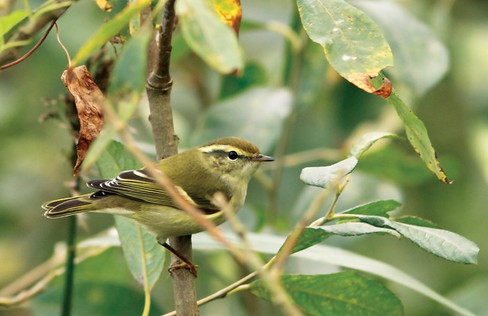 Yellow-browed Warbler