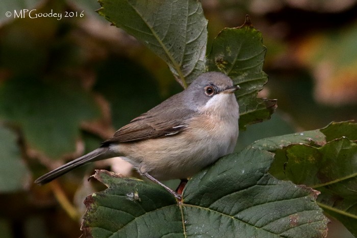 Subalpine Warbler