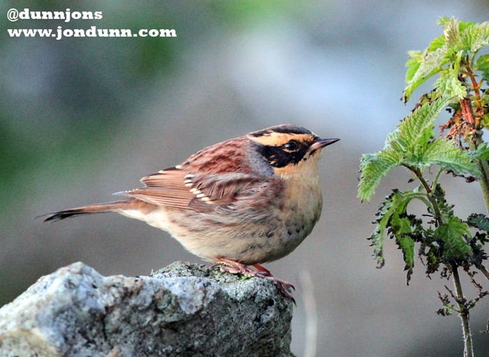 Siberian Accentor