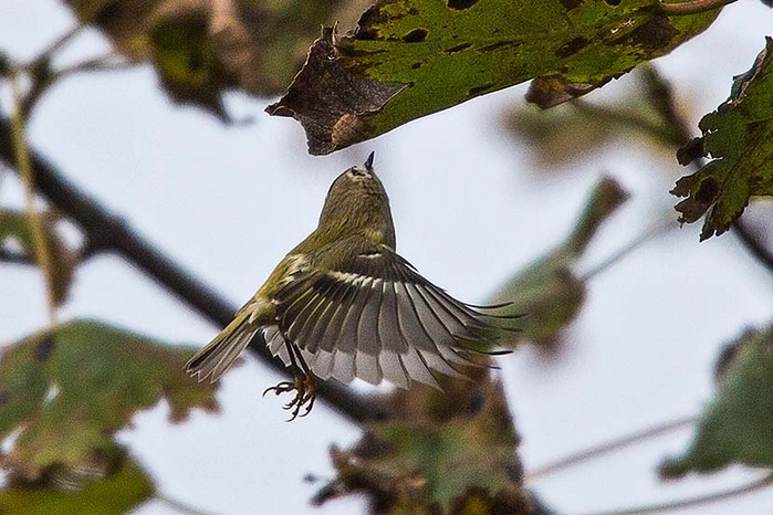 Goldcrest