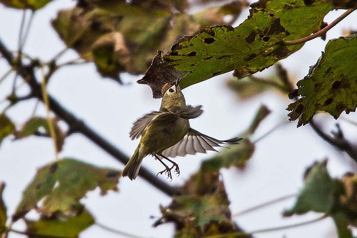 Goldcrest