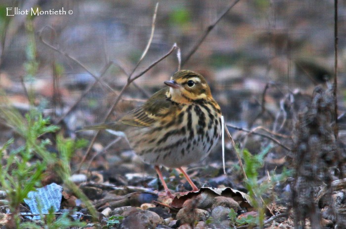 Olive-backed Pipit