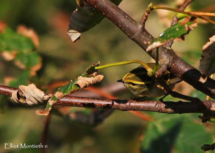 Pallas's Warbler