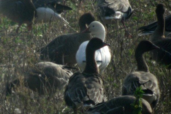 Lesser Snow Goose