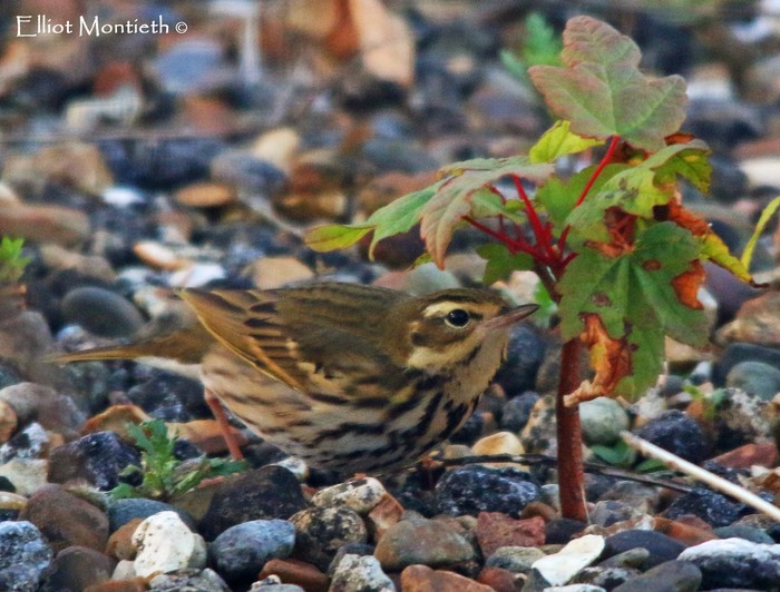 Olive-backed Pipit