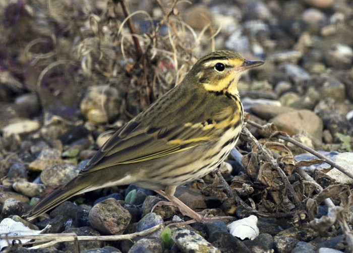Olive-backed Pipit