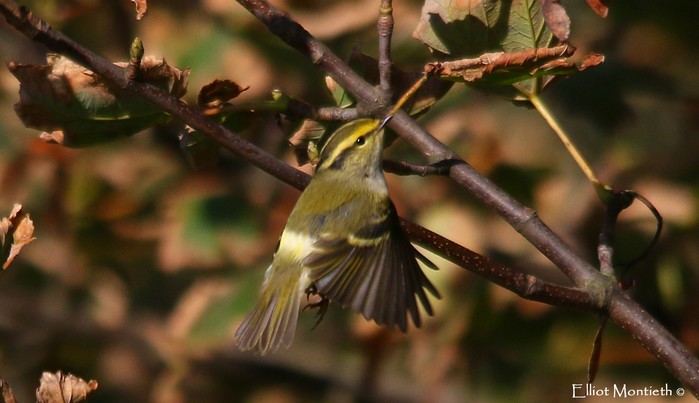 Pallas's Warbler