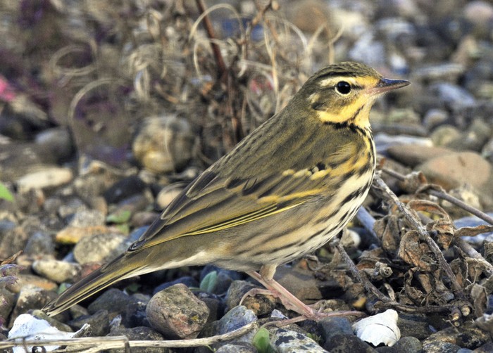 Olive-backed Pipit