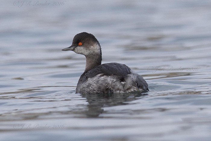 Black-necked Grebe