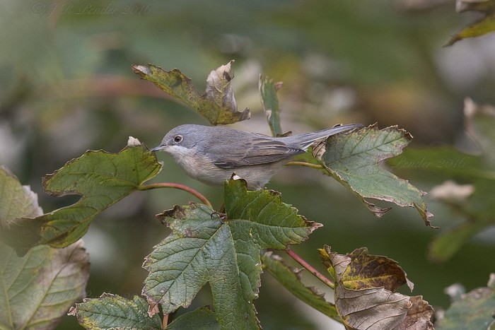 Western Subalpine Warbler