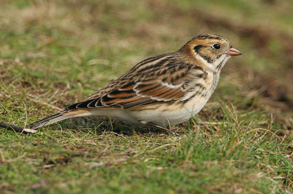 Lapland Bunting