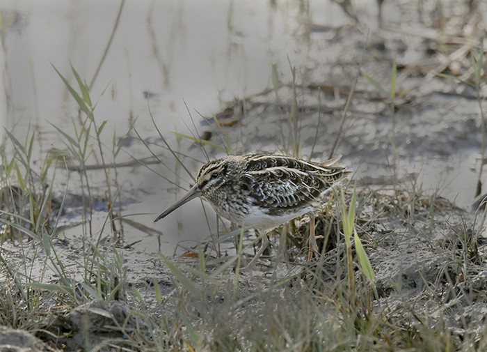 Jack Snipe