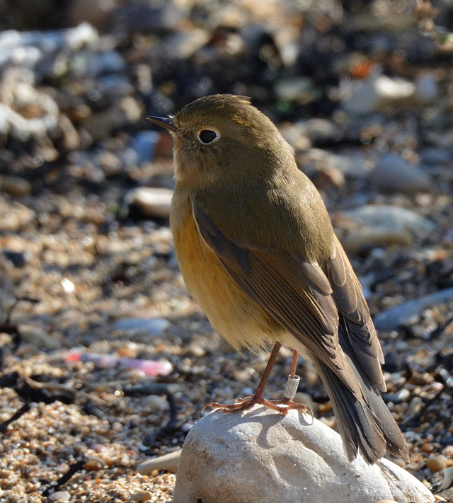 Red-flanked Bluetail