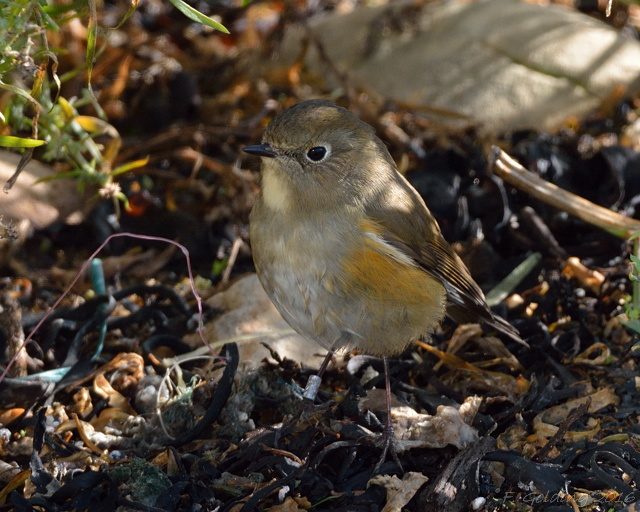 Red-flanked Bluetail