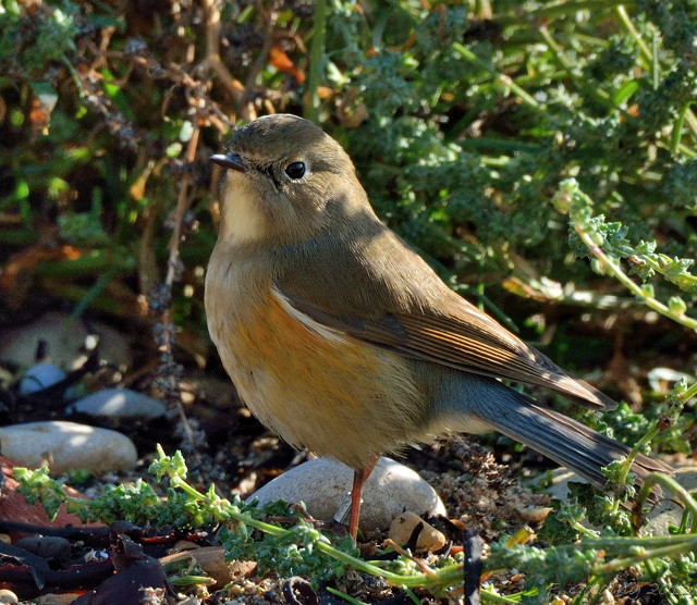 Red-flanked Bluetail