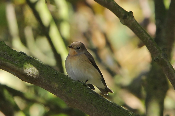 Red-breasted Flycatcher