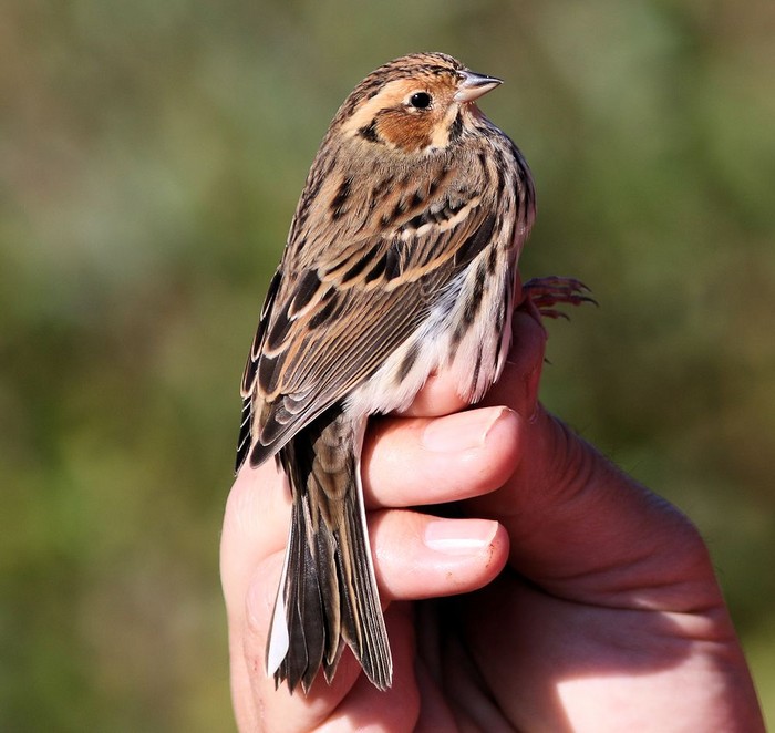 Little Bunting