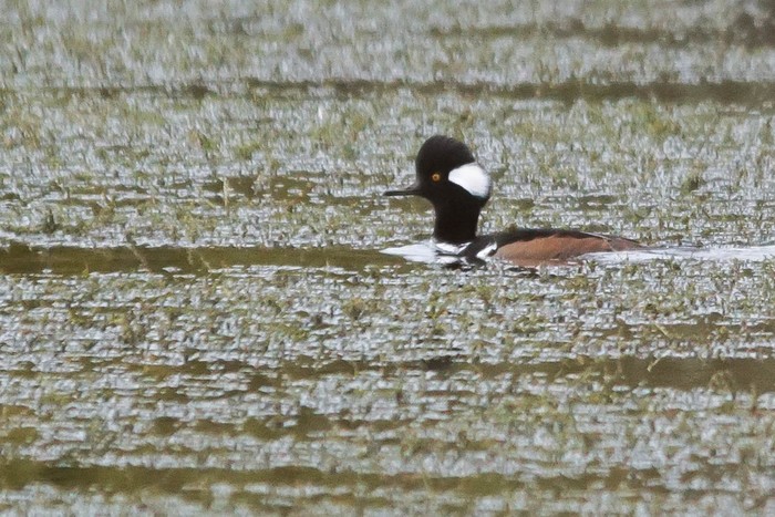 Hooded Merganser