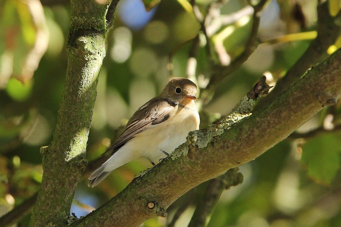 Red-breasted Flycatcher