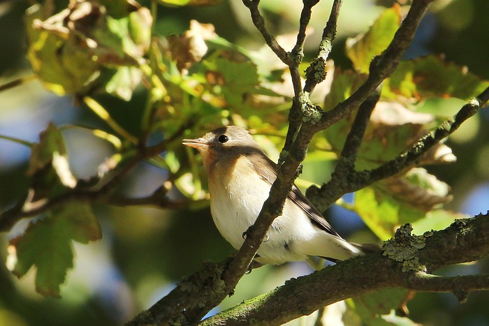 Red-breasted Flycatcher