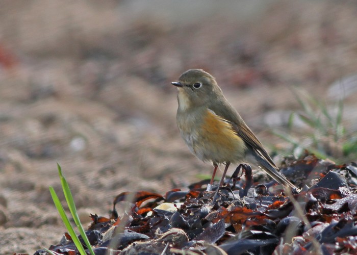 Red-flanked Bluetail