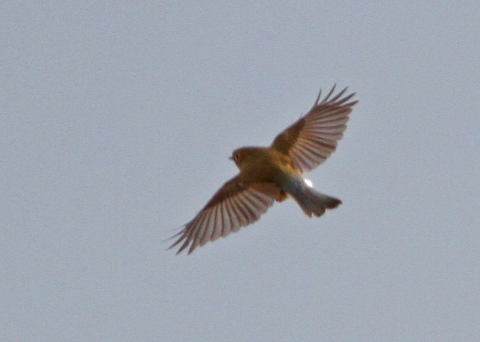 Red-flanked Bluetail