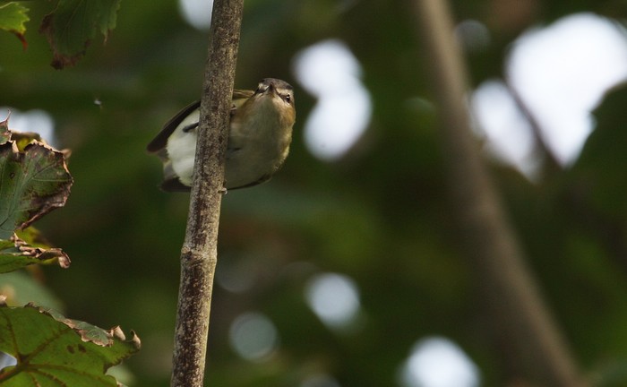 Red-eyed Vireo