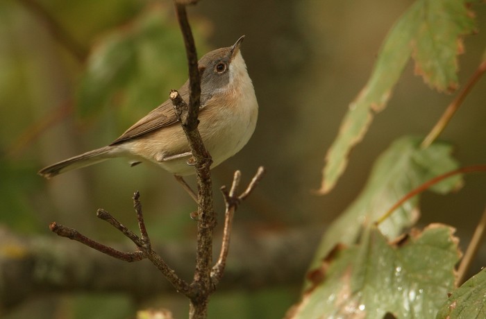Western Subalpine Warbler