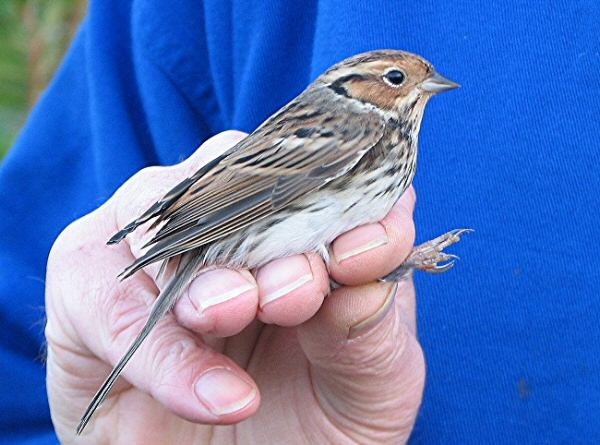 Little Bunting
