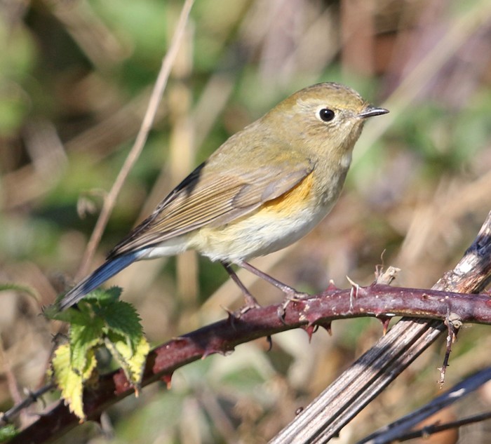 Red-flanked Bluetail