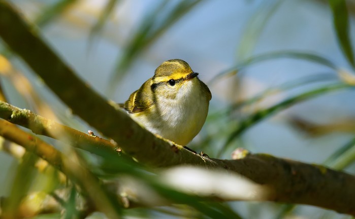 Pallas's Warbler