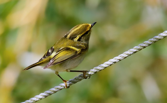 Pallas's Warbler