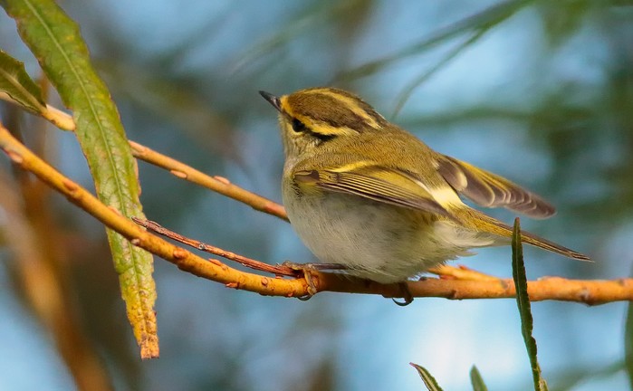 Pallas's Warbler
