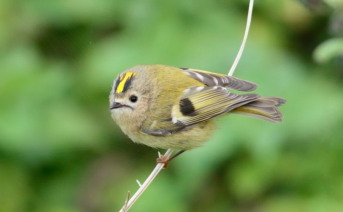 Goldcrest