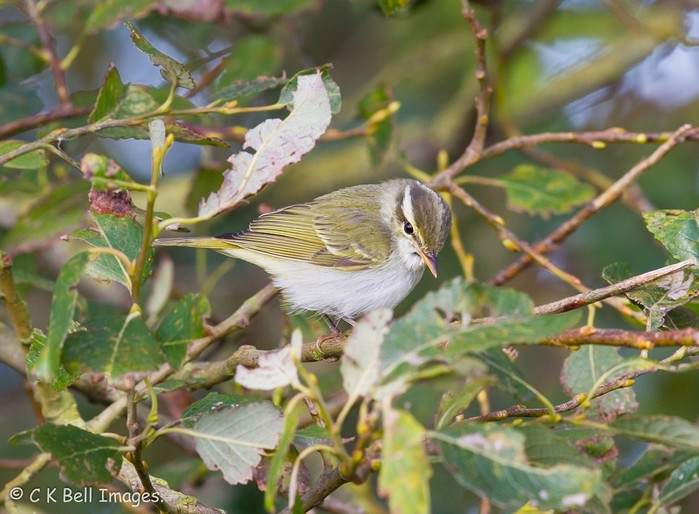 Eastern Crowned Warbler